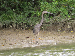 Ardea sumatrana