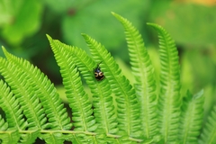 Gallerucida bifasciata