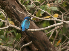 Alcedo semitorquata