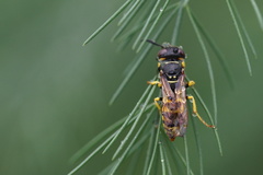 Philanthus triangulum