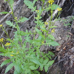 Rorippa barbareifolia
