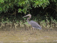 Ardea sumatrana
