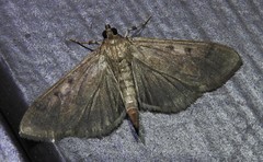 Herpetogramma sphingealis