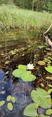 Nymphaea candida