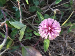 Trifolium pratense