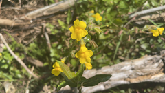 Erythranthe michiganensis