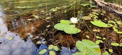 Nymphaea candida