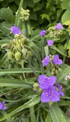 Tradescantia × andersoniana