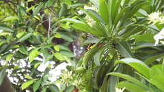 Troides aeacus formosanus