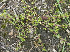 Gratiola sexdentata