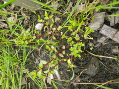 Gratiola sexdentata