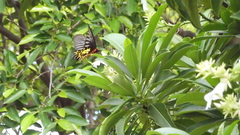 Troides aeacus formosanus