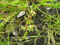 Gratiola sexdentata