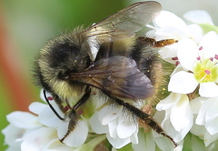 Bombus sitkensis