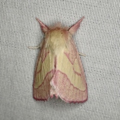 Hyparpax aurora