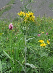 Tephroseris cladobotrys subfloccosa