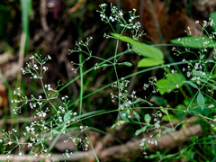 Galium sylvaticum