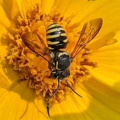 Paranthidium jugatorium
