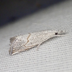 Haimbachia squamulellus