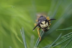 Philanthus triangulum