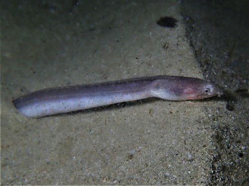 Reed snake eel (Cirrhimuraena calamus) — Ophichthidae