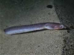 Fringed-Lipped Snake-Eel photo 3