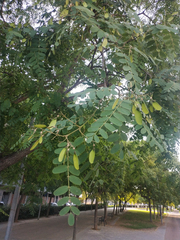 Tipuana tipu