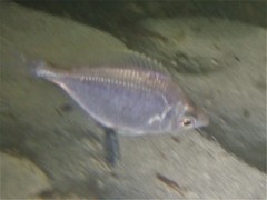 Parequula melbournensis