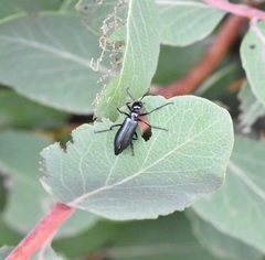 Linsleya sphaericollis