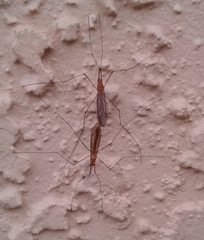 Nephrotoma suturalis