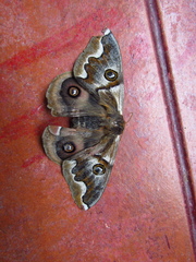 Polythysana cinerascens