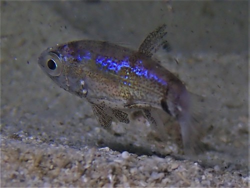 Wedgehead siphonfish (Siphamia cuneiceps) — Apogonidae — 3
