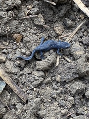 Ichthyosaura alpestris alpestris