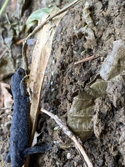 Ichthyosaura alpestris alpestris