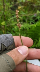 Carex diandra