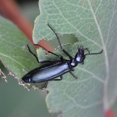 Linsleya sphaericollis