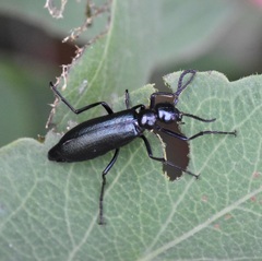 Linsleya sphaericollis