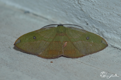 Heterolocha