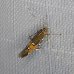 Cosmopterix gemmiferella