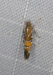 Cosmopterix gemmiferella