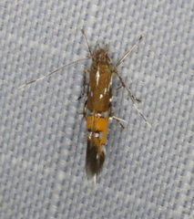 Cosmopterix gemmiferella