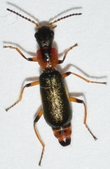 Protapalochrus flavolimbatus