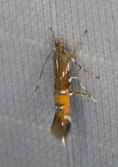 Cosmopterix gemmiferella