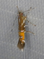 Cosmopterix gemmiferella
