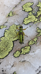 Miramella carinthiaca