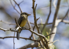 Contopus latirostris