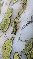 Miramella carinthiaca
