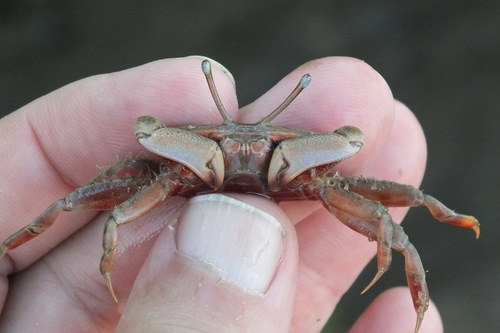 Macrophthalmidae