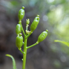 Rorippa barbareifolia