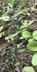 Gentianella propinqua